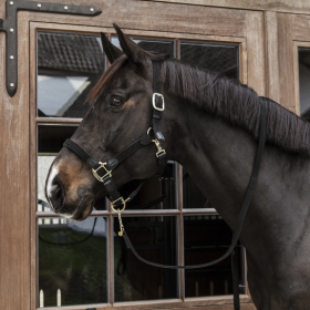 Kentucky Plaited Nylon Halter - Orange -  Kentucky Horsewear