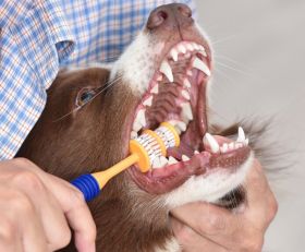 Arm & Hammer Fresh 360° Toothbrush – Dogs