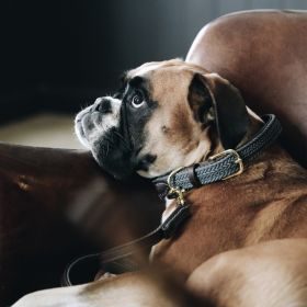 Kentucky Dogwear Plaited Dog Collars - Grey