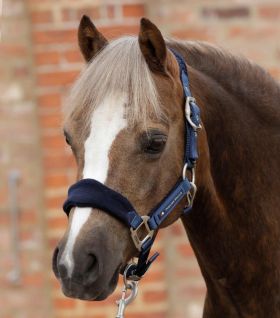 Premier Equine Fleece Padded Pony Head Collar Burgundy -  Premier Equine