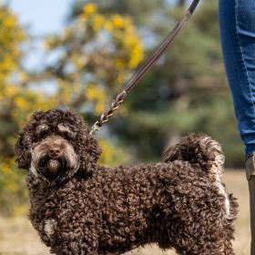 LeMieux Kensington Dog Lead - Black - LeMieux