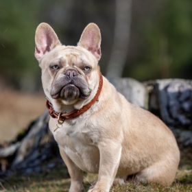 LeMieux Oxford Dog Collar - Tan -  LeMieux