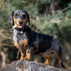 LeMieux Ascot Rope Dog Collar - Peacock -  LeMieux