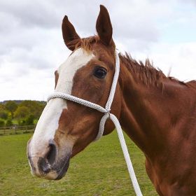 Elico Rope Halter White