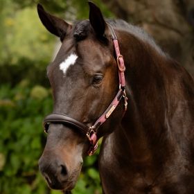 LeMieux Capella Leather Headcollar - Orchid -  LeMieux