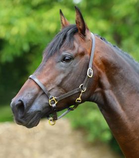 Premier Equine Plain Leather Head Collar Brown